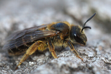 Closeup of a female french furrow bee, Halictus , on a stone, warming up in the sun.