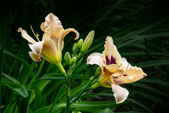 Luxury flower Daylily, Hemerocalis Little Bumble Bee in the garden. Edible flower. Daylilies are perennial plants. They only bloom for 24 hours.