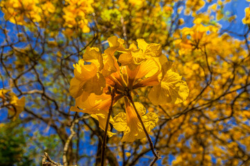 Flowered yellow ipe tree (Handroanthus chrysanthus)