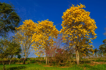 Flowered yellow ipe tree (Handroanthus chrysanthus)