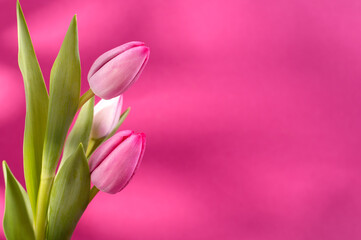 Pink Tulips, Beautiful and gentle in the banner design with a pink background. Spring seasonal holidays backdrop with empty space for text.