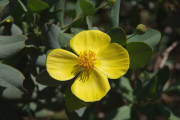 Obraz premium Close-up view of the yellow blossom of a California bush poppy a.k.a. tree poppy