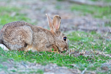 European rabbit (Oryctolagus cuniculus), lying on shore of wetland, natural park of mallorca spain