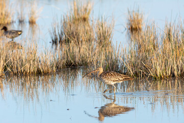 Eurasian curlew Numenius arquata wading wetland in search of food in natural park of mallorca spain