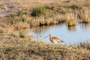 Obraz na płótnie Canvas Eurasian curlew Numenius arquata wading wetland in search of food in natural park of mallorca spain