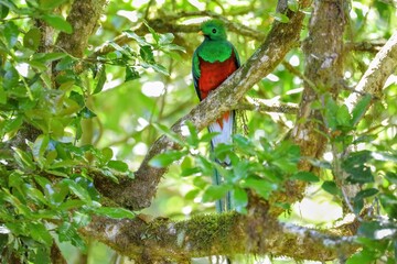 Quetzal resplendissant, Cerro de la Muerte, Costa Rica, Amérique Centrale