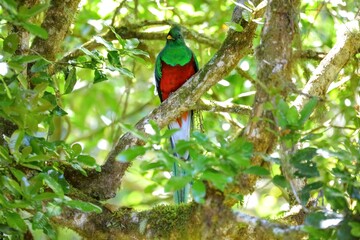 Quetzal resplendissant, Cerro de la Muerte, Costa Rica, Amérique Centrale