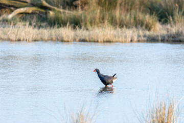 purple gallinule (Porphyrio porphyrio) wading wetland in search of food in natural park of mallorca spain
