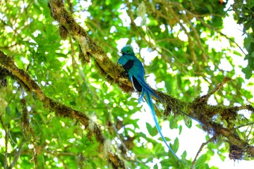 Quetzal resplendissant, Cerro de la Muerte, Costa Rica, Amérique Centrale