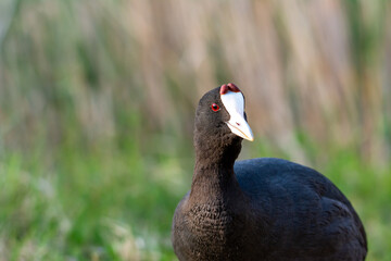 Red-knobbed coot (Fulica cristata) portrait of wild bird, in a wetland, in early spring in natural park mallorca spain,