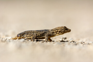 Moorish gecko (Tarentola mauritanica), on the ground, with his tail cut off, on the island of Mallorca