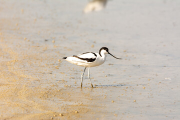 water bird, wading, wild in a lake, feeding on looking for small crustaceans Himantopus himantopus