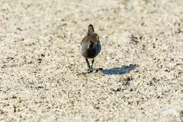 European or common rail, (Rallus aquaticus) in the albufera, Majorca lake, looking for small crustaceans to eat