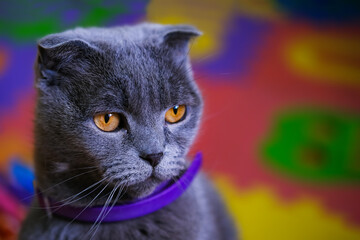 Funny gray cat with yellow eyes on colorful background