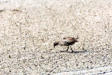 European or common rail, (Rallus aquaticus) in the albufera, Majorca lake, looking for small crustaceans to eat