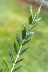 leaves on an olive branch
