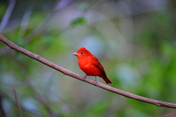 Faune du Costa Rica, Amerique Centrale