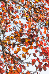 USA, Massachusetts, Nantucket Island. Nantucket Town, red leaves.