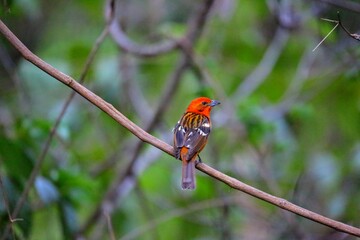 Faune du Costa Rica, Amerique Centrale