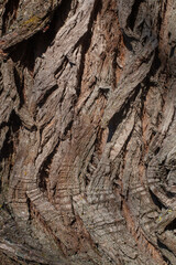 the Old Wood Tree Texture Background Pattern