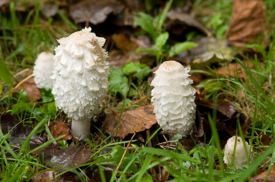 champignons : coprin chevelu
