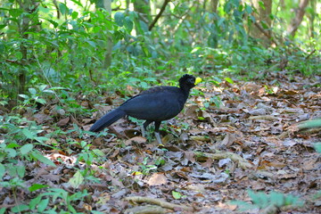 Faune du Costa Rica, Amerique Centrale