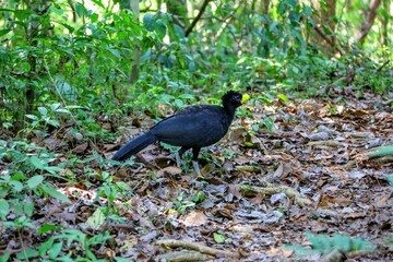 Faune du Costa Rica, Amerique Centrale
