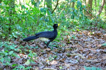 Faune du Costa Rica, Amerique Centrale