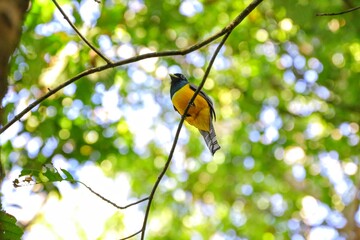 Faune du Costa Rica, Amerique Centrale © Tanguy de Saint Cyr