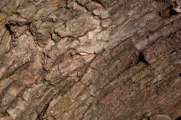 the Old Wood Tree Texture Background Pattern