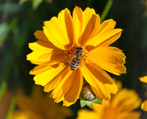 Bee gathers pollen on yellow flowers