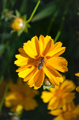 Bee gathers pollen on yellow flowers