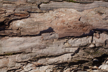 the Old Wood Tree Texture Background Pattern
