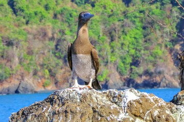 Faune du Costa Rica, Amerique Centrale