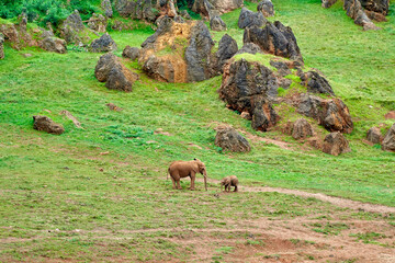 elephant and baby elephant in the wild