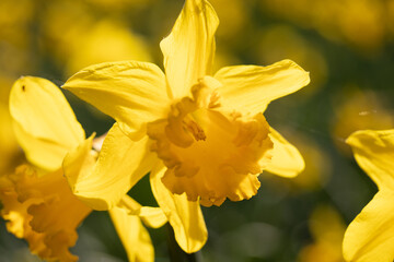 Obraz premium Yellow Daffodil Flower Bloom in Spring Field