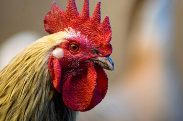 portrait of a rooster © Malina