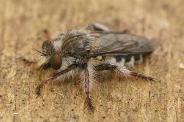 A dorsal close up of this white hairy robber fly, Pycnopogon fasciculatus, in Gard, FRance