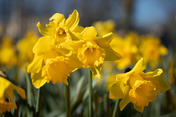 Fototapeta premium Yellow Daffodil Flower Bloom in Spring Field