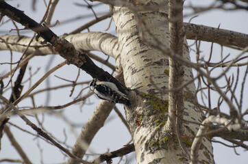 A Downy Woodpecker (picoides pubescens) in a Tree