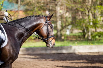 getrenstes Warmblut Pferd auf einem Turnier im Sonnenlicht, braunes Pferd wird bei einem Dressurturnier vorgestellt, glänzendes Fell im Sonnenschein, Reitplatz einritt auf dem Dressurviereck © Ines Hasenau