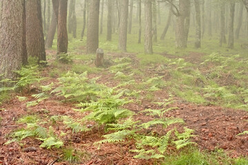 Foggy woods with ferns
