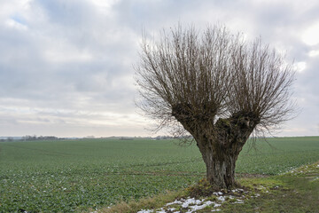 Loneley trimmed pollarded willow tree with rough bark and long shoots at the edge of the field under a cloudy sky in cold wet weather, copy space - obrazy, fototapety, plakaty
