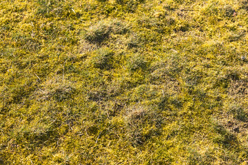 Garden lawn with moss - background