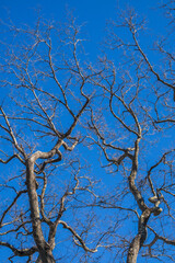 USA, Massachusetts, Nantucket Island. Nantucket Town, bare trees.