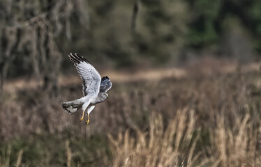 male northern harrier grey ghost hunting over a wet prairie marsh close up view