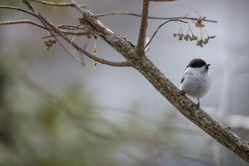 Fototapeta premium 枝にとまるコガラ
