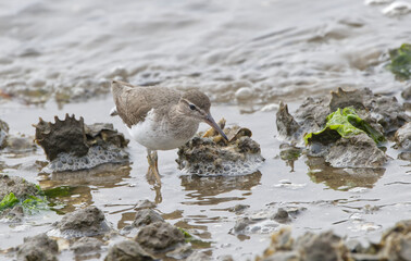 spotted sand piper (Actitis macularius) in winter plumage with white breast, no spots, walking in shallow water oyster bed in low tide, looking for food