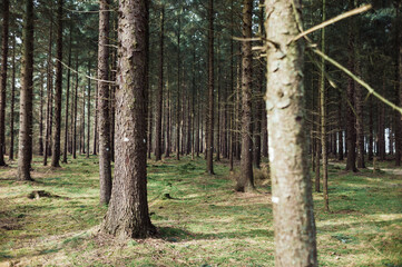 Obraz premium Im Wald
