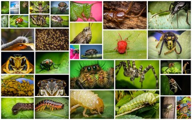 Insect Arachnid Collage